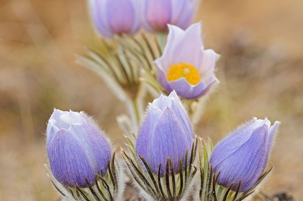 Canada-Manitoba Prairie crocus flowers close-up